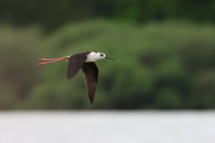 Pisila čáponohá (Himantopus himantopus)