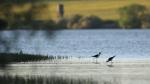 Pisila čáponohá (Himantopus himantopus)