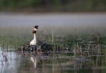 Potápka roháč  (Podiceps cristatus)