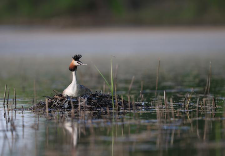 Potápka roháč  (Podiceps cristatus)