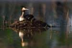 Potápka roháč  (Podiceps cristatus)