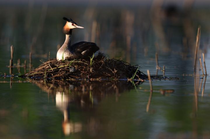 Potápka roháč  (Podiceps cristatus)