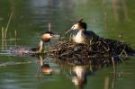 Potápka roháč  (Podiceps cristatus)