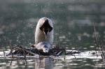 Potápka roháč  (Podiceps cristatus)