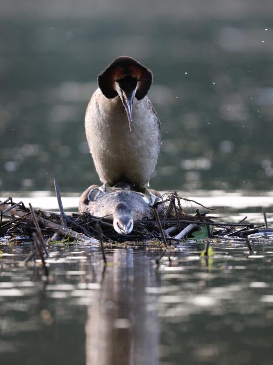 Potápka roháč  (Podiceps cristatus)