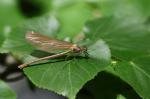 White-legged Damselfly (Platycnemis pennipes)