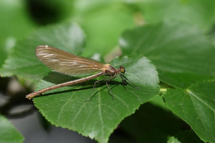 Šidélko brvonohé (Platycnemis pennipes)