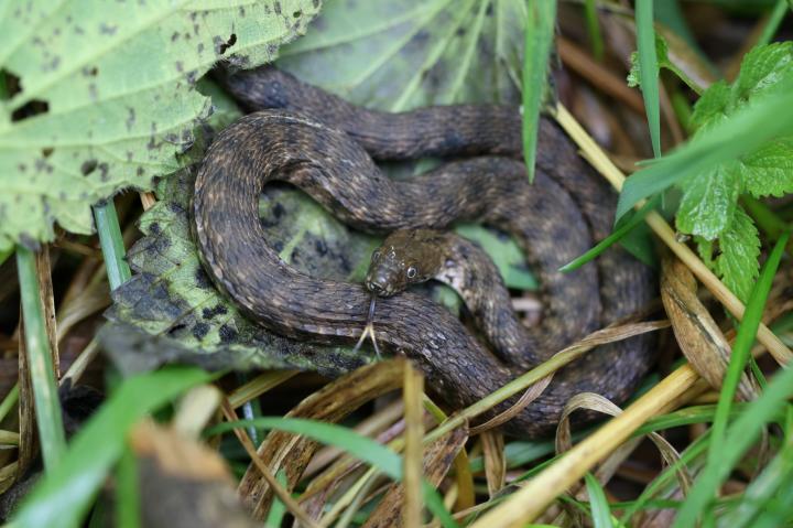 Užovka podplamatá (Natrix tessellata)