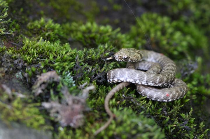 Užovka podplamatá (Natrix tessellata)