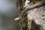 Užovka podplamatá (Natrix tessellata)