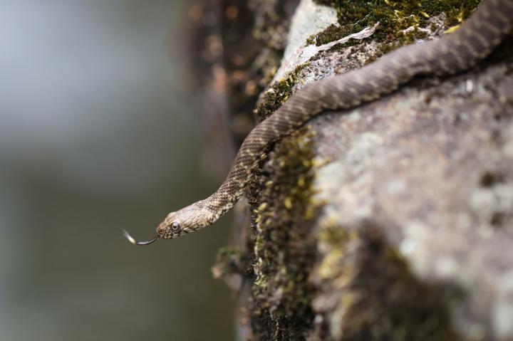 Užovka podplamatá (Natrix tessellata)