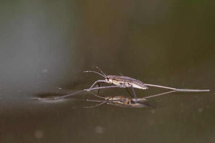 Bruslařka obecná (Gerris lacustris)