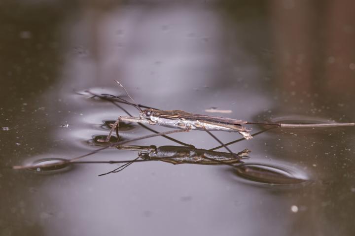 Bruslařka obecná (Gerris lacustris)