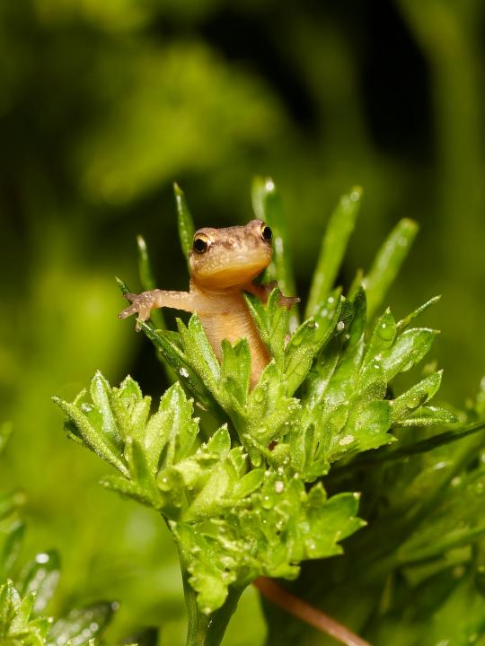 Čolek obecný (Lissotriton vulgaris)