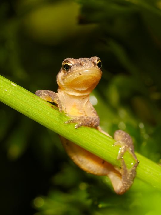 Čolek obecný (Lissotriton vulgaris)