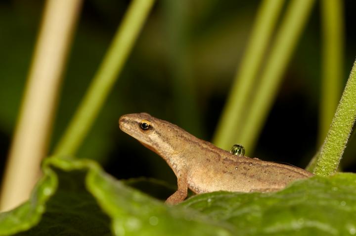 Čolek obecný (Lissotriton vulgaris)