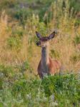 Jelen lesní (Cervus elaphus)