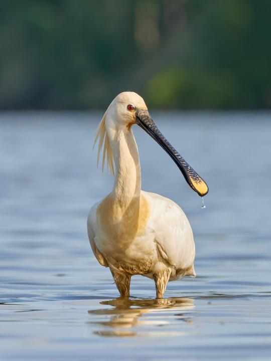 Kolpík bílý (Platalea leucorodia)