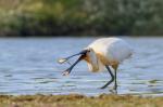 Kolpík bílý (Platalea leucorodia)