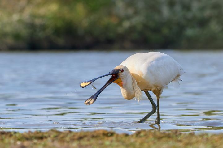 Kolpík bílý (Platalea leucorodia)