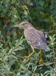  Kvakoš noční ( Nycticorax nycticorax)