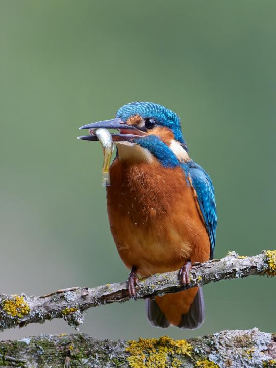 Ledňáček říční (Alcedo atthis)