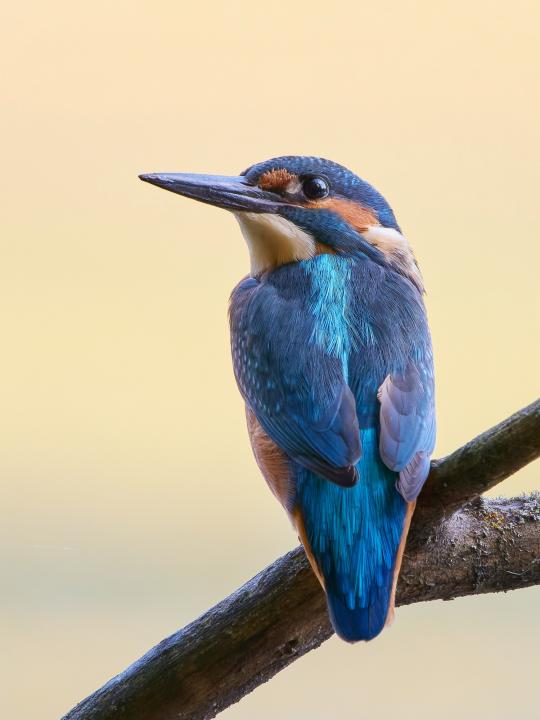 Ledňáček říční (Alcedo atthis)