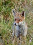  Liška obecná ( Vulpes Vulpes)