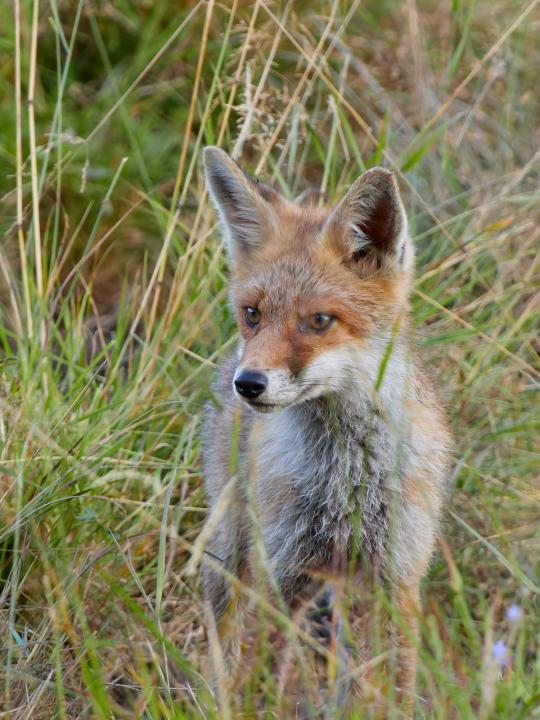  Liška obecná ( Vulpes Vulpes)