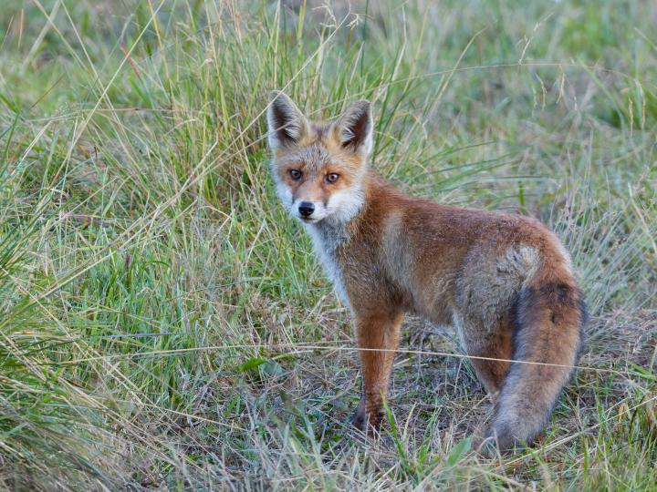  Liška obecná ( Vulpes Vulpes)