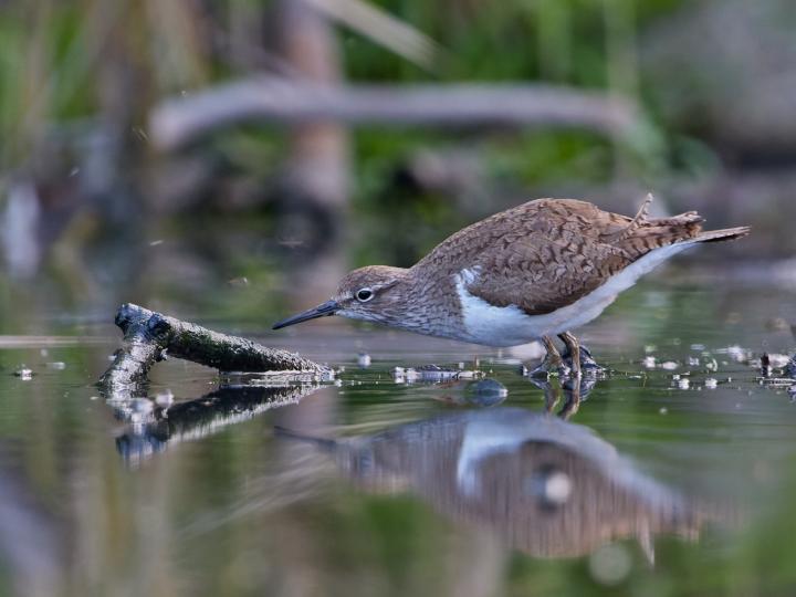 Pisík obecný (Actitis hypoleucos)