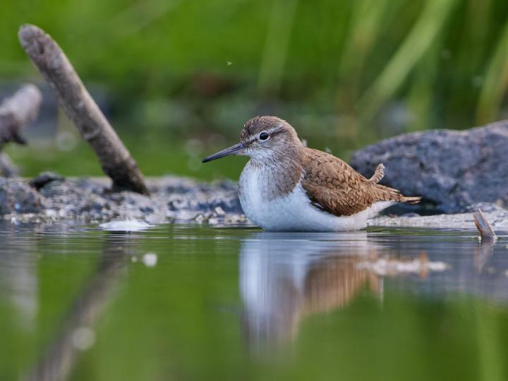 Pisík obecný (Actitis hypoleucos)