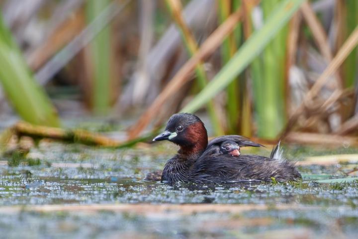 Potápka malá (Tachybaptus ruficollis)