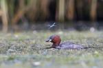 Potápka malá (Tachybaptus ruficollis)