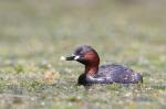 Potápka malá (Tachybaptus ruficollis)