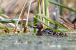 Potápka malá (Tachybaptus ruficollis)