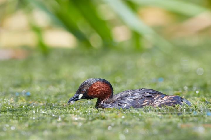 Potápka malá (Tachybaptus ruficollis)