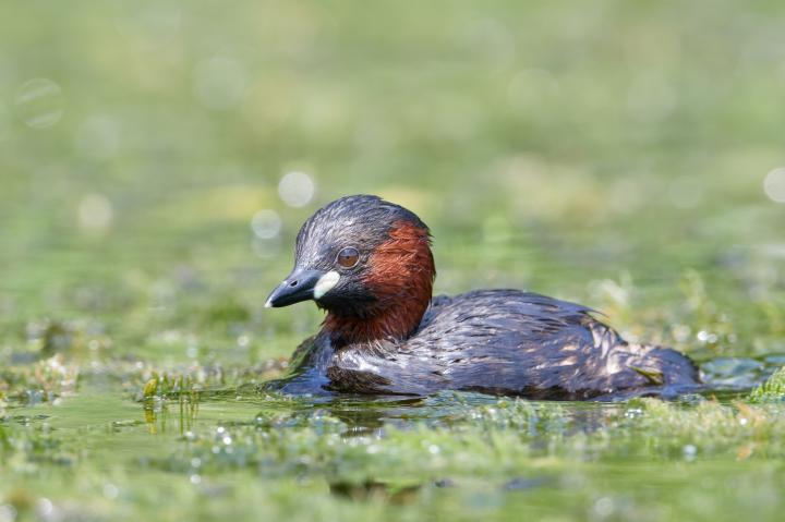 Potápka malá (Tachybaptus ruficollis)