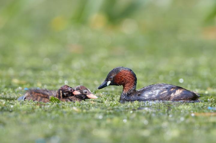 Potápka malá (Tachybaptus ruficollis)