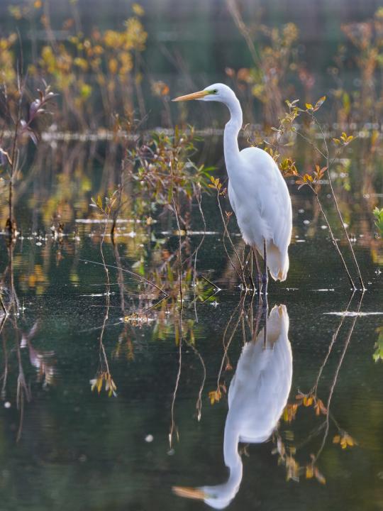 Volavka bílá (Egretta alba)