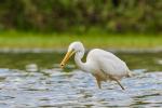 Volavka bílá (Egretta alba)