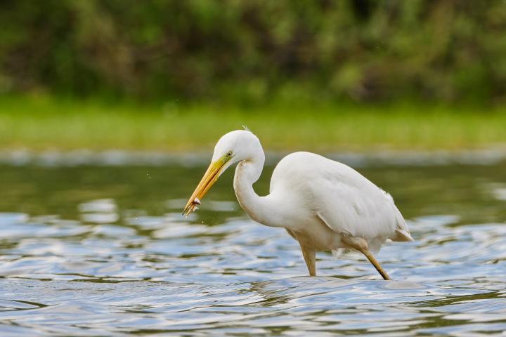 Volavka bílá (Egretta alba)