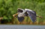 Volavka popelavá (Ardea cinerea)