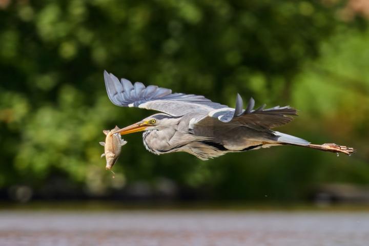 Volavka popelavá (Ardea cinerea)