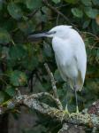 Volavka stříbřitá (Egretta garzetta)