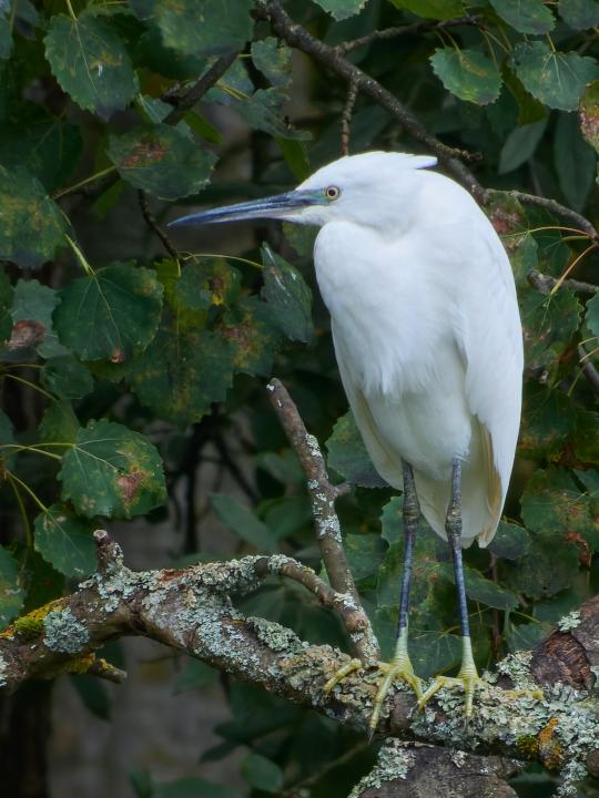 Volavka stříbřitá (Egretta garzetta)