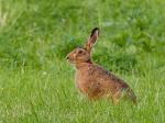 Zajíc polní  (Lepus europaeus)