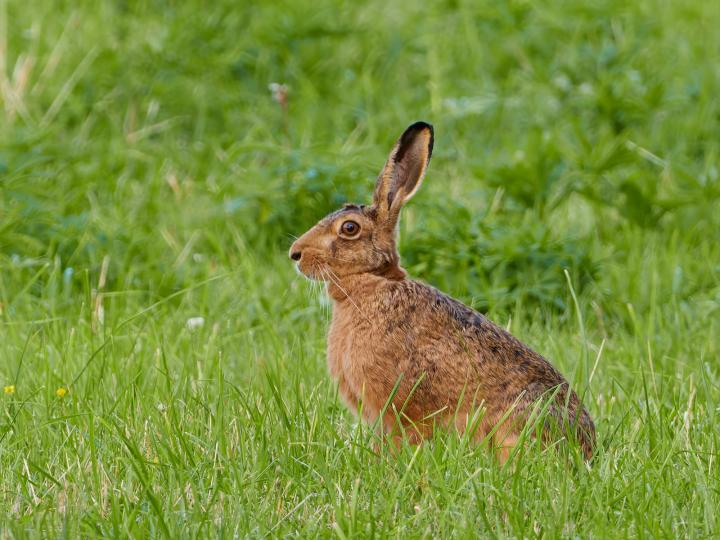 Zajíc polní  (Lepus europaeus)