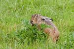 Zajíc polní  (Lepus europaeus)