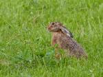 Zajíc polní  (Lepus europaeus)